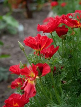 Eschscholzia 'Bush Fire' ('Cherry Swirls')