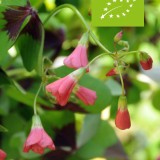 Minituinpakket (biologisch)