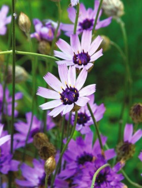 Catananche caerulea