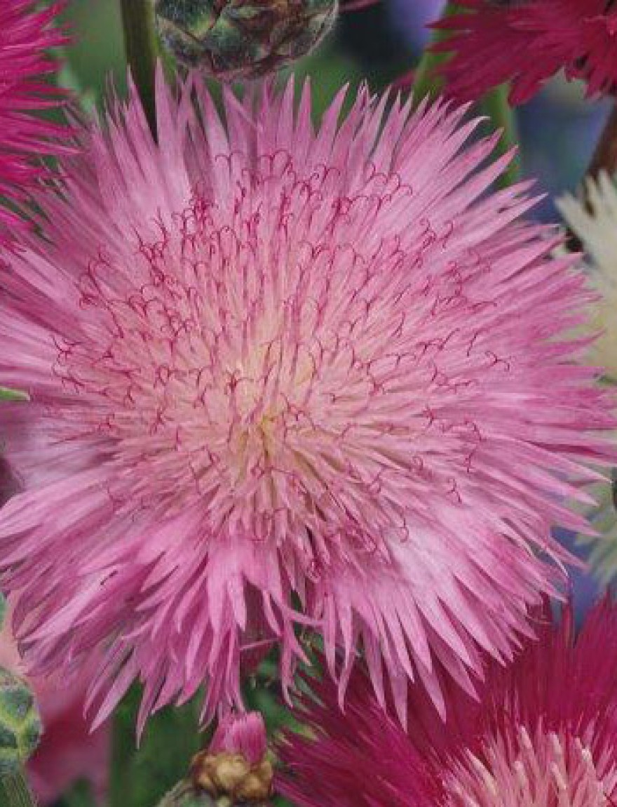 Centaurea moschata imperialis 'Favorite' (roze)