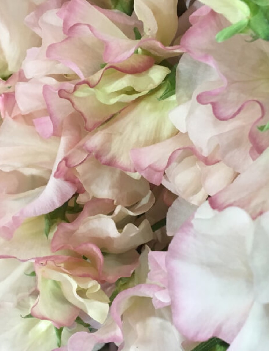 Lathyrus odoratus 'Princess Elisabeth'