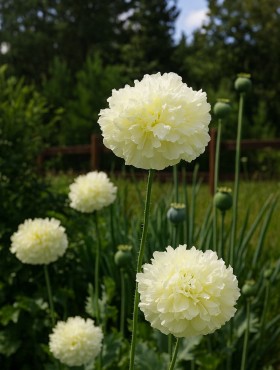 Papaver somniferum Yellow Peony