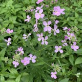 Hesperis matronalis (lila)