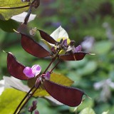 Dolichos lablab 'Ruby Moon' / labboon