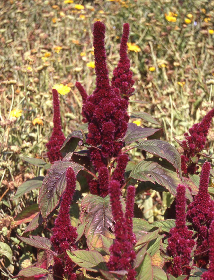 Amaranthus cruentus 'Red Cathedral'