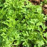 Lepidium sativum / tuinkers