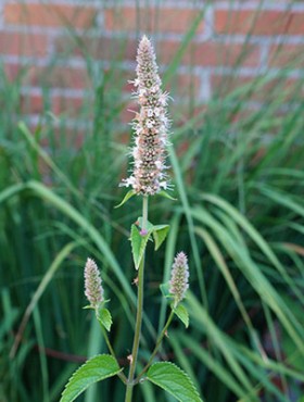 Agastache nepetoides