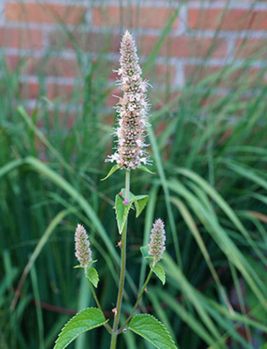 Agastache nepetoides