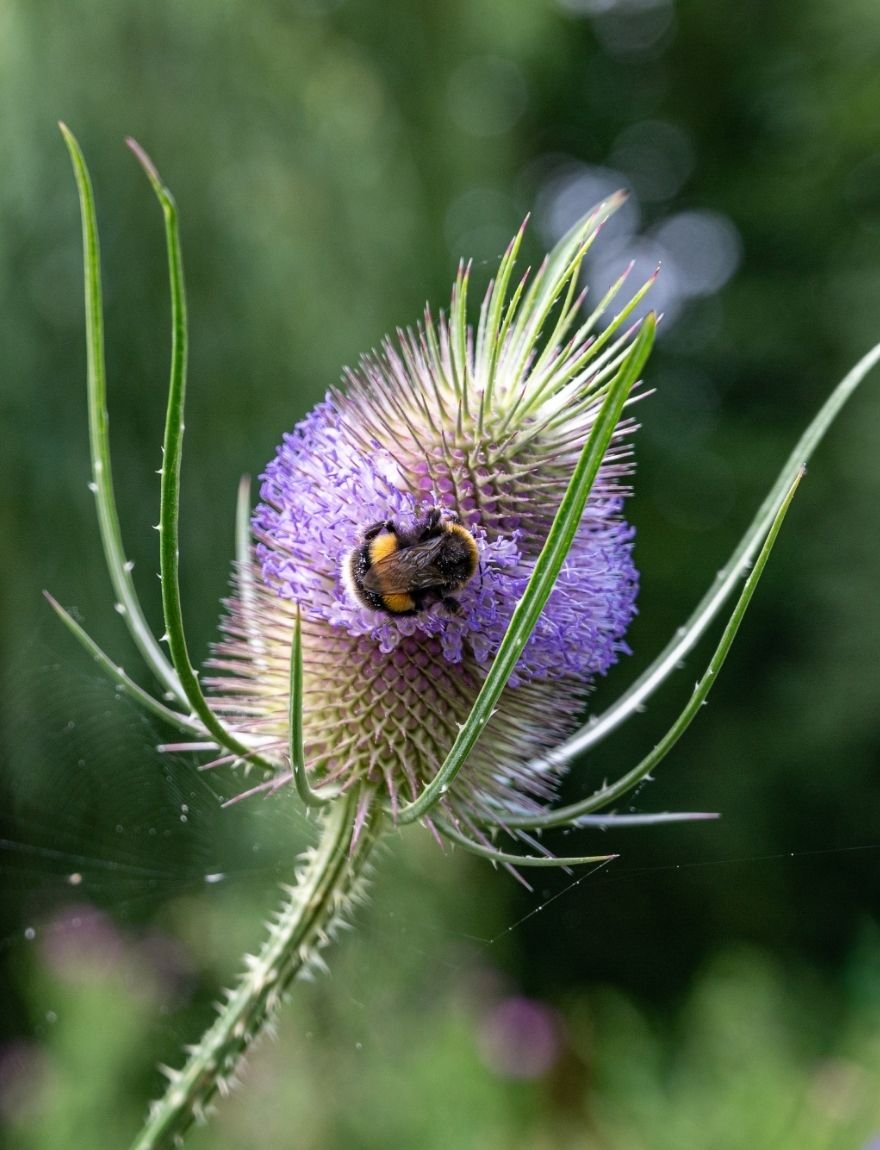 Dipsacus fullonum