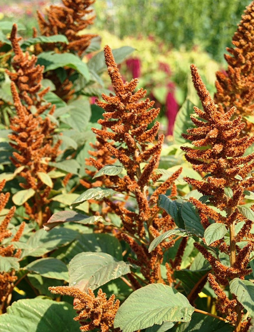 Amaranthus cruentus 'Hot Biscuits'