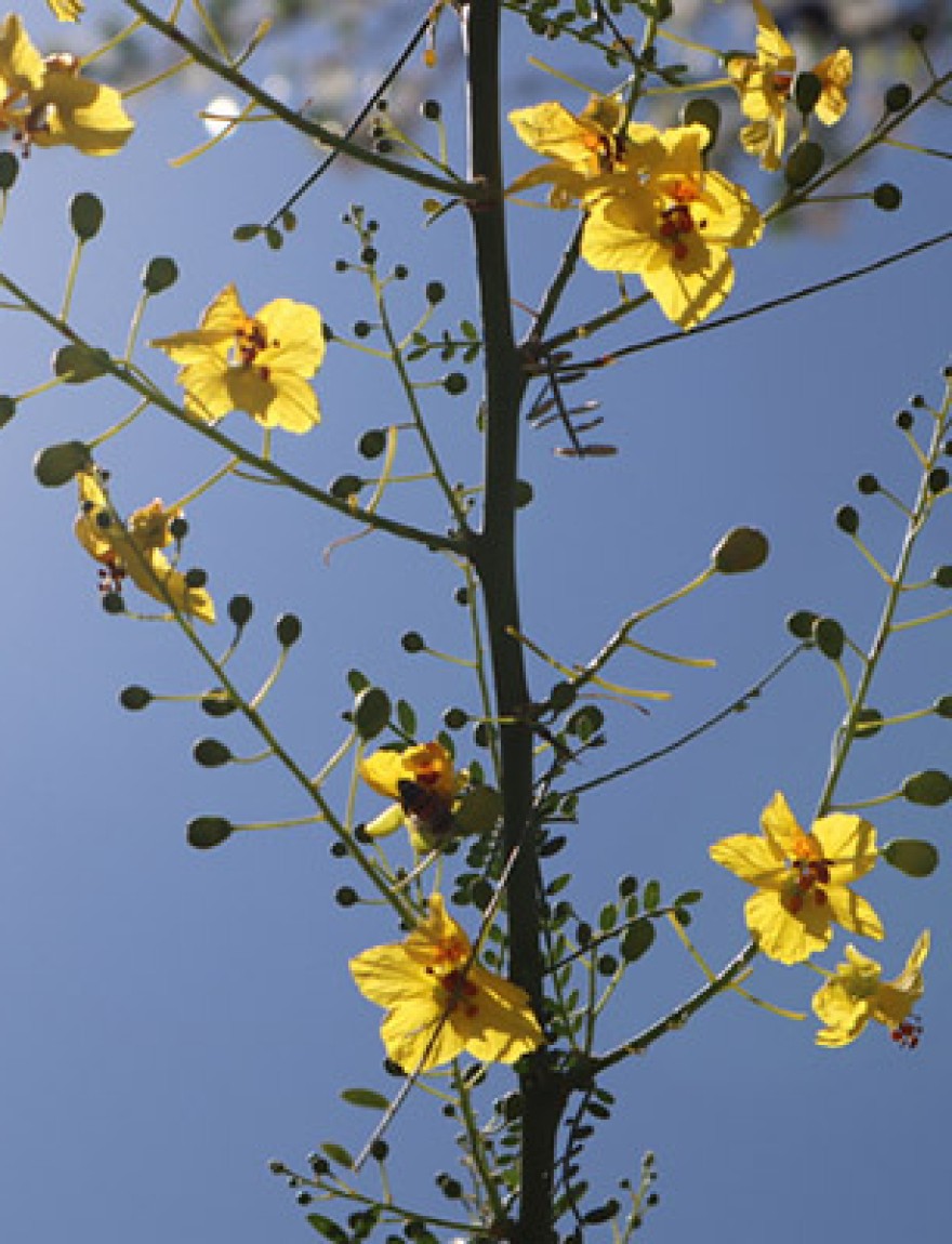 The yellow flowers series were took in Whitter, California 5/9/2018