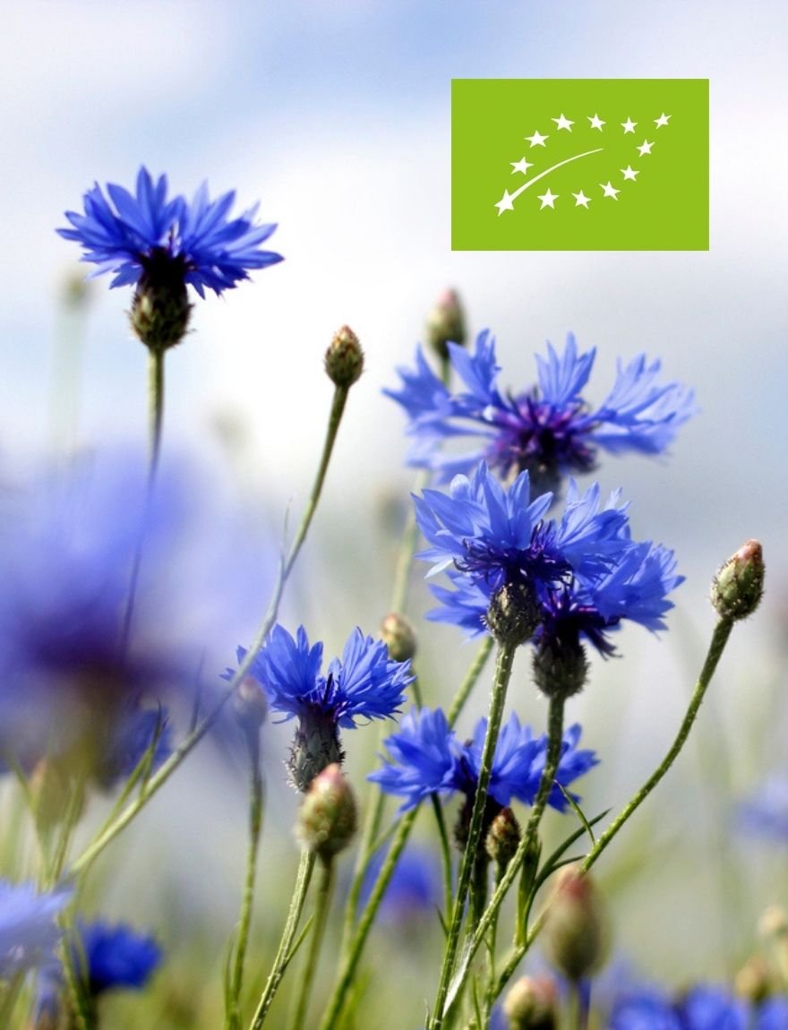 Centaurea cyanus / korenbloem