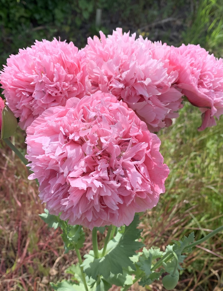 Papaver somniferum 'Rose Peony'