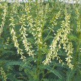 Astragalus galegiformis / hokjespeul