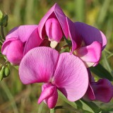 17 july 2023, Basse Yutz, Yutz, Thionville Portes de France, Moselle, Lorraine, Grand Est, France. It's summer. In a public park, close up of a Tuberous Pea flower. It is a large, fleshy pink flower that attracts certain pollinators such as the carpenter bee.