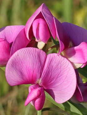 17 july 2023, Basse Yutz, Yutz, Thionville Portes de France, Moselle, Lorraine, Grand Est, France. It's summer. In a public park, close up of a Tuberous Pea flower. It is a large, fleshy pink flower that attracts certain pollinators such as the carpenter bee.