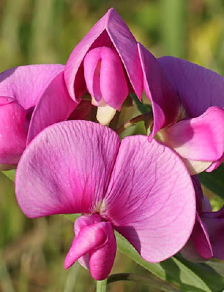 17 july 2023, Basse Yutz, Yutz, Thionville Portes de France, Moselle, Lorraine, Grand Est, France. It's summer. In a public park, close up of a Tuberous Pea flower. It is a large, fleshy pink flower that attracts certain pollinators such as the carpenter bee.