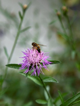 Centaurea scabiosa