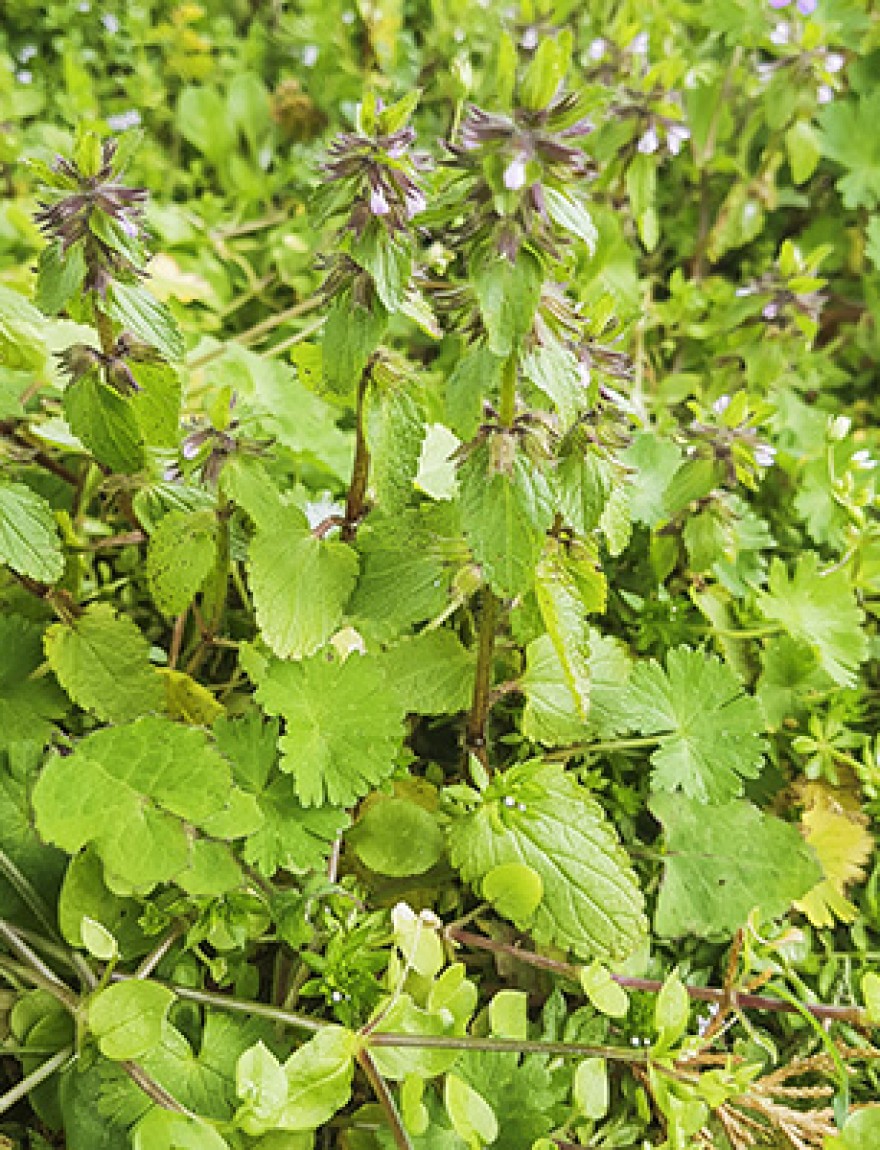 Field woundwort or staggerweed, Stachys arvensis, growing in Galicia, Spain