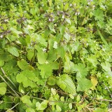 Field woundwort or staggerweed, Stachys arvensis, growing in Galicia, Spain
