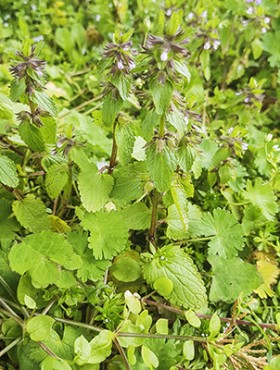 Field woundwort or staggerweed, Stachys arvensis, growing in Galicia, Spain