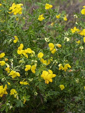 Lotus corniculatus / rolklaver
