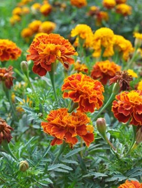 On the flowerbed bushes bloom marigold (tagetes) - annual plant from the family of aster