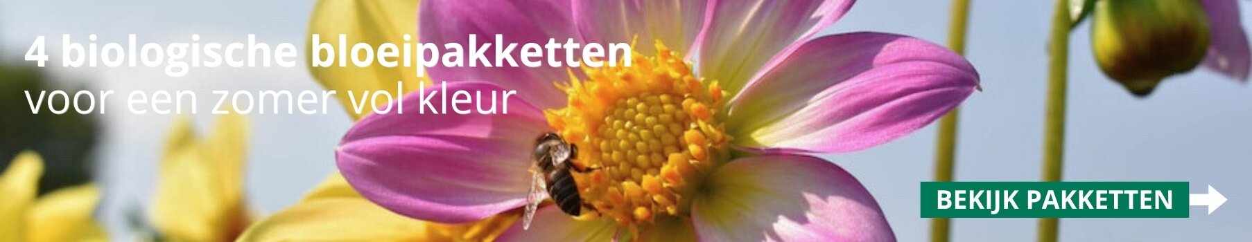 zomerbloeiers bloemoloog