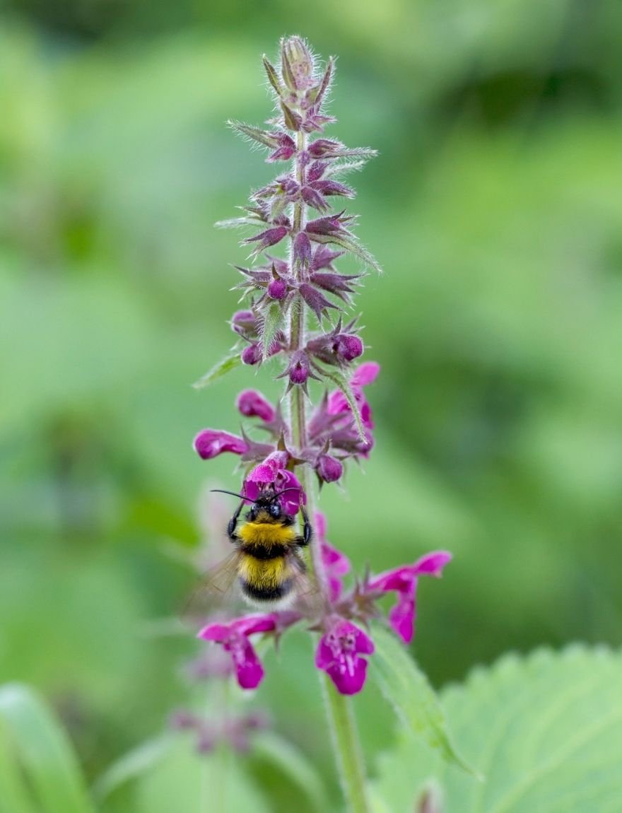 Stachys sylvatica bosandoorn
