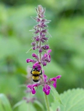 Stachys sylvatica bosandoorn
