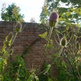 Dipsacus fullonum