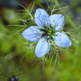 nigella damascena