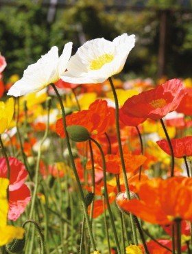 Papaver nudicaule