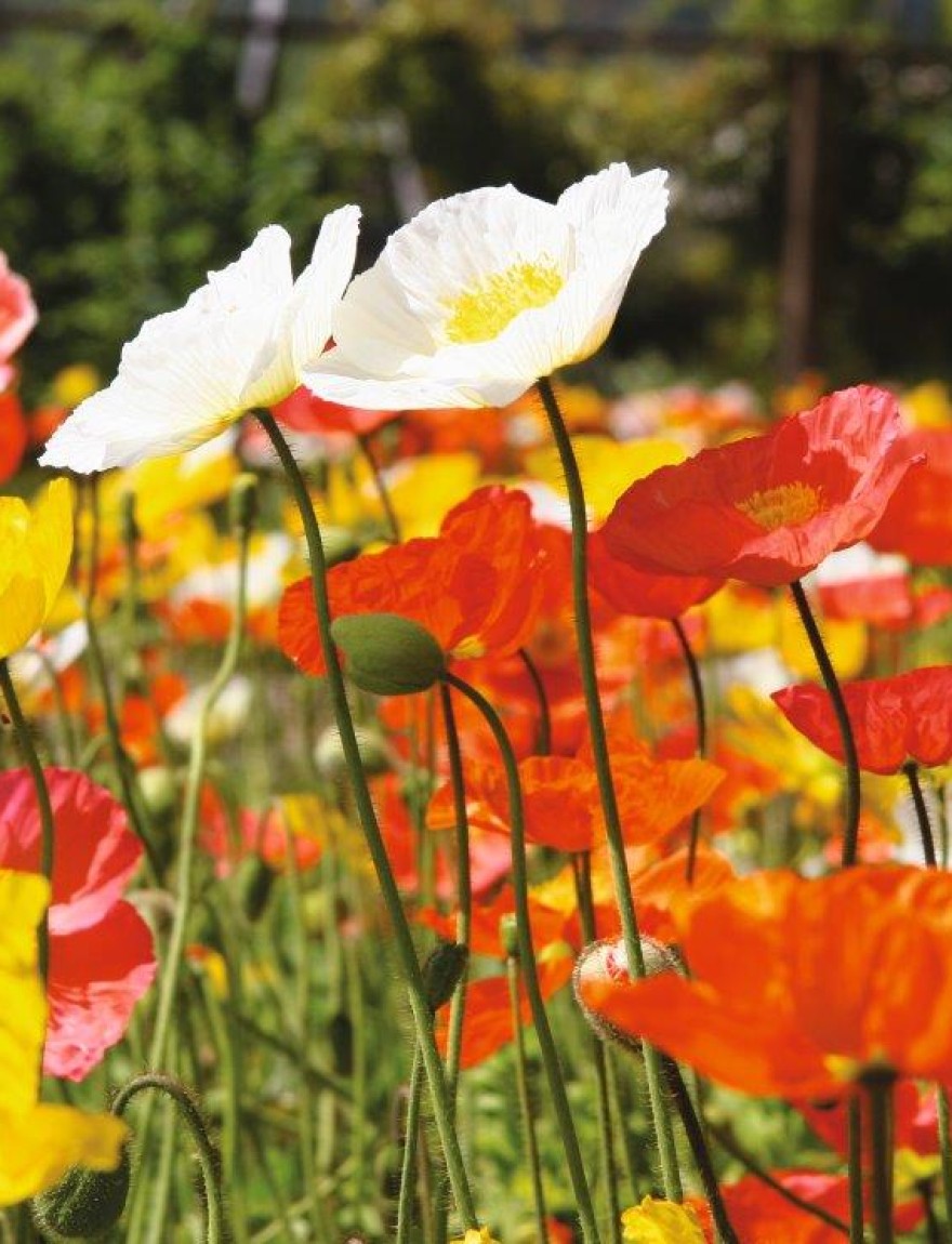 Papaver nudicaule
