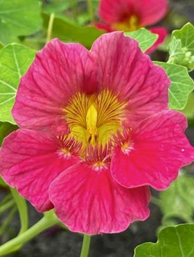 Oost-Indische kers 'Cherry Rose'