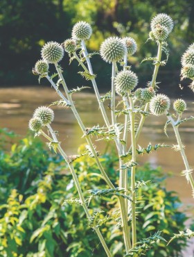 Echinops sphaerocephalus