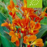 Siertuinpakket (biologisch)