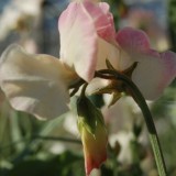 Lathyrus odoratus 'Princess Elisabeth'