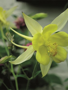 Aquilegia chrysantha
