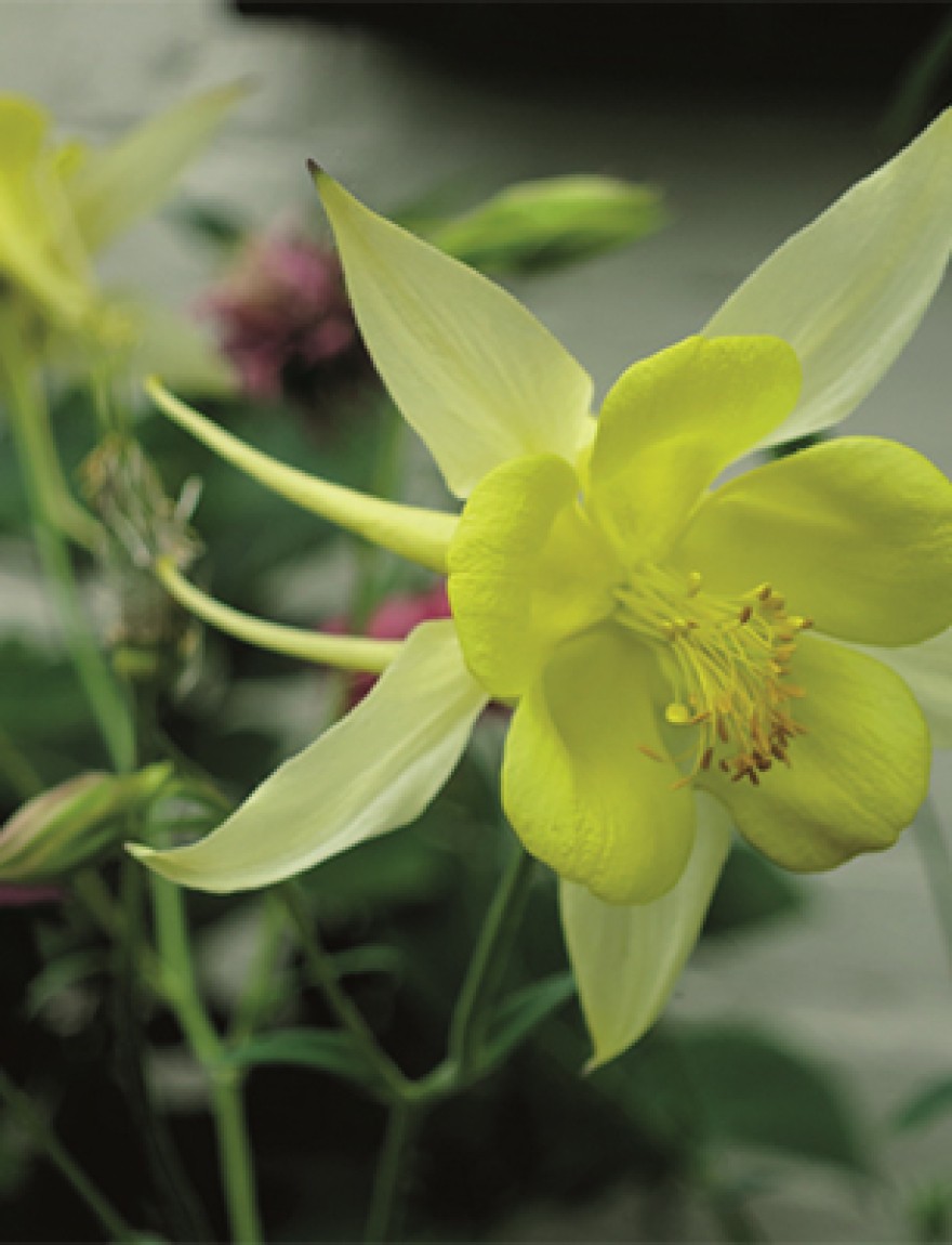 Aquilegia chrysantha