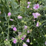 Althaea cannabina