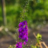 Beautiful purple field flower. Verbascum phoeniceum