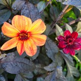 Dahlia Bishop's Children