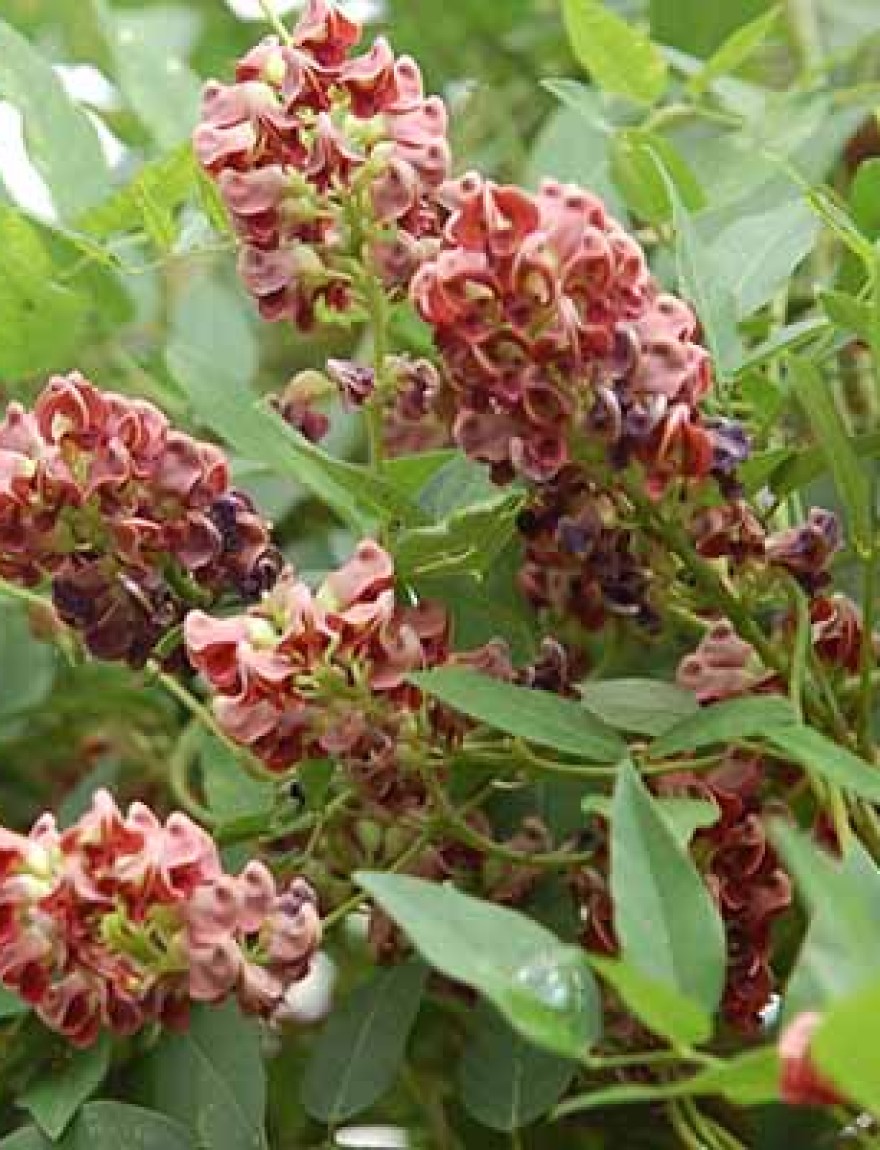 Apios americana / Amerikaanse aardnoot