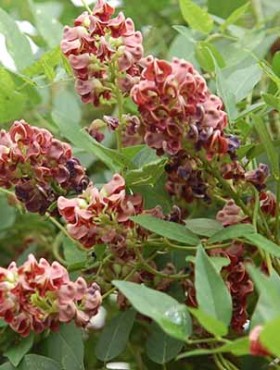 Apios americana / Amerikaanse aardnoot