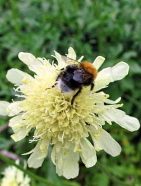 Cephalaria gigantea with bumble-bee pollinating the yellow blossom