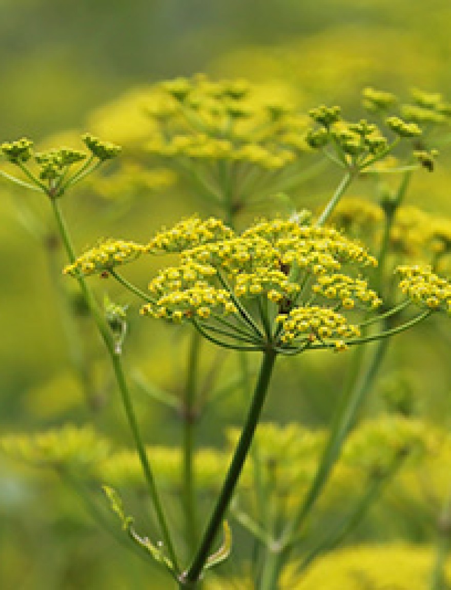 Pastinaca sativa bloeiend