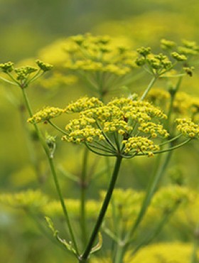 Pastinaca sativa bloeiend