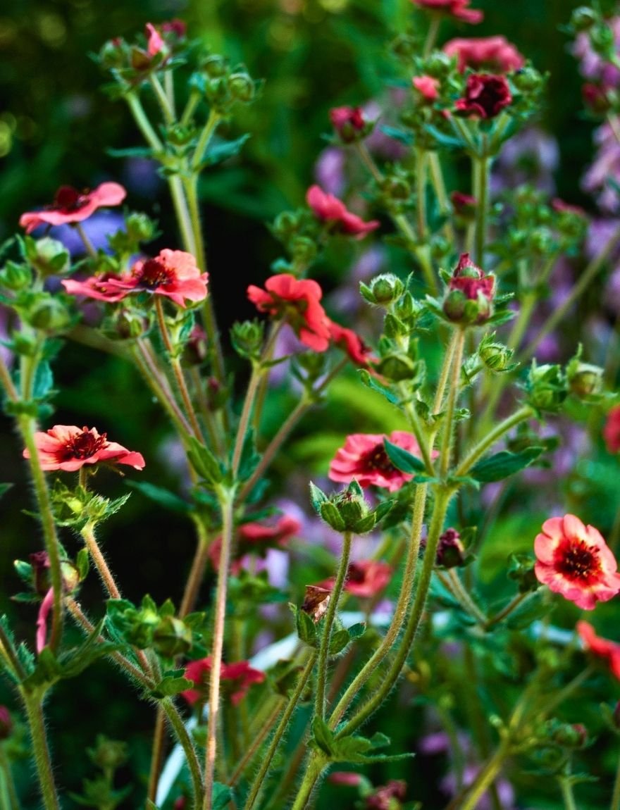 Potentilla nepalensis 'Miss Wilmott'