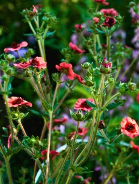 Potentilla nepalensis 'Miss Wilmott'